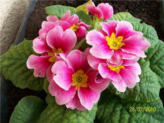 jaglac - lat. primula vulgaris 